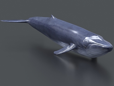 blue whale marine life 3d model