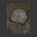 Natural Tree Stump With Small Plants And Moss On Dirt Ground