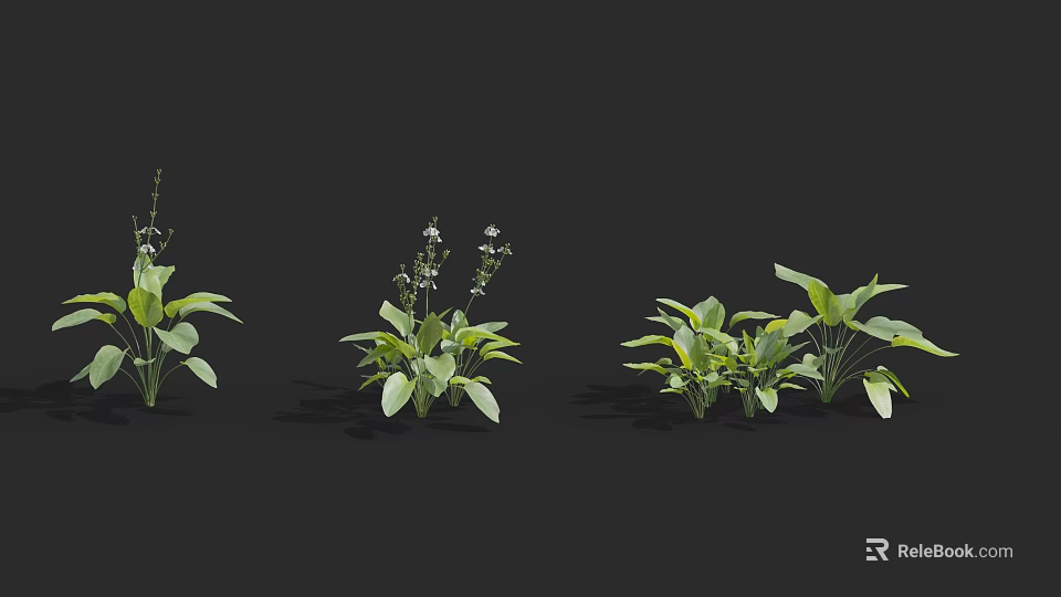 Three Different Forms of Shrubs with Green Leaves and White Small Flowers 3d model 
