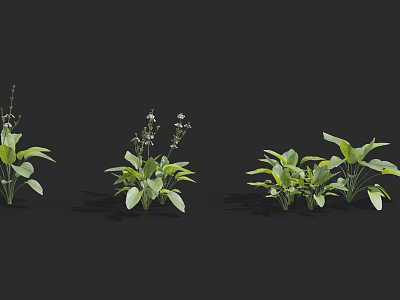 Three Different Forms of Shrubs with Green Leaves and White Small Flowers 3d model