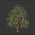 Green Leafy Tree with Brown Trunk and Lush Foliage on Gray Background