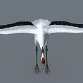 Red-crowned Crane Flying With White Body Black Wings Red Crown And Long Legs