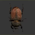 Shiny Red Shelled Beetle With Black Body And Long Legs On Dark Background