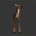 Cute Fawn With Orange Body White Belly And Spots Standing On Dark Background With Reflection