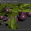 Lush Arbor Tree With Green Leaves And Purple Fruits In Full Growth