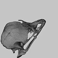 Close Up View Of Bird Skull Skeleton With Anatomical Features On Dark Background