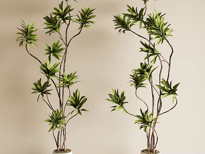 Bonsai Potted Plants With Lush Green Leaves Slender Trunks In White Pots Against Light Background 3d model