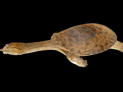 Unique Softshell Turtle With Long Neck And Brown Shell On Black Background 3d model