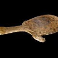 Unique Softshell Turtle With Long Neck And Brown Shell On Black Background