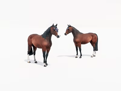 Two Brown Horses Standing Facing Each Other On White Background 3d model