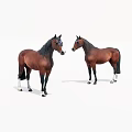 Two Brown Horses Standing Facing Each Other On White Background