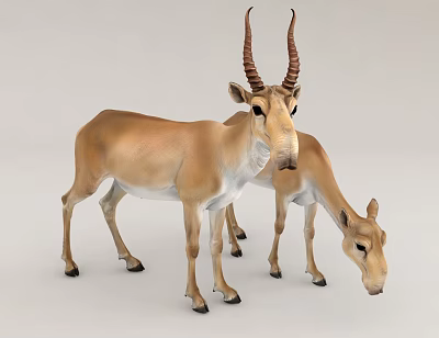 3D Model Of Antelopes With Curved Horns 3d model