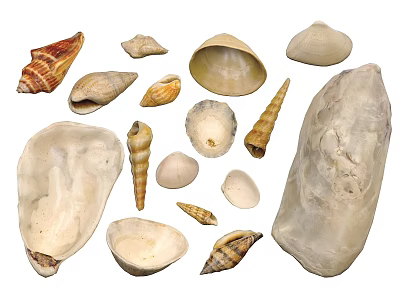 Shell flower armor oyster conch nautilus conch sea scallop 3d model