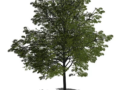 Tall Arbor With Lush Green Leaves Strong Trunk And Natural Canopy 3d model