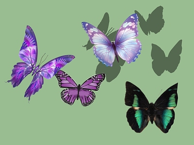 Butterfly model