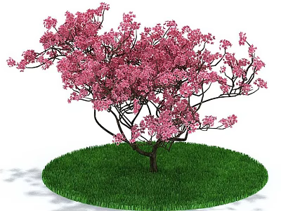 Pink Flowering Shrub with Spreading Branches on Green Circular Grass Patch Against White Background 3d model