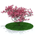 Pink Flowering Shrub with Spreading Branches on Green Circular Grass Patch Against White Background