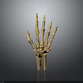 Detailed Human Hand Skeleton Model Displaying Bone Structure And Joint Details 3d model