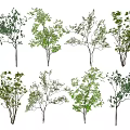 Various Arbor Tree Specimens With Green Foliage And Natural Branch Structures 3d model