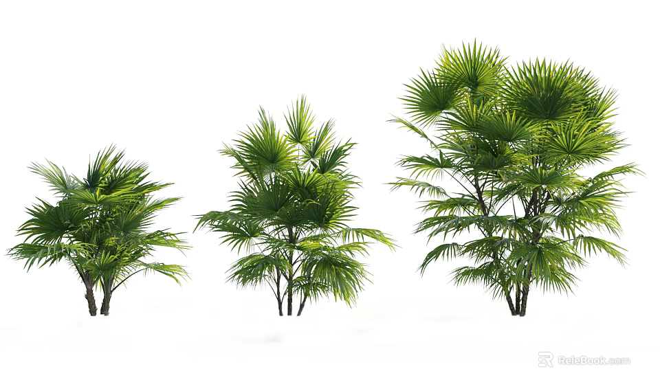 Green Arborescent Trees With Fan Shaped Leaves In Three Different Sizes And Lush Foliage 3d model 