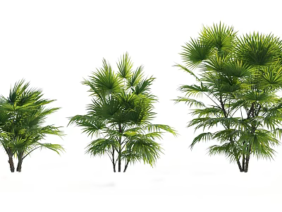 Green Arborescent Trees With Fan Shaped Leaves In Three Different Sizes And Lush Foliage 3d model
