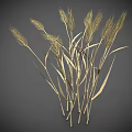 Golden Wheat Stalks With Bunch Of Long Ears And Slender Stems On Gray Background