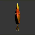 Orange Goldfish With Yellow Fins And Tail Swimming On Dark Background With Reflection