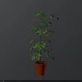 Tall Green Indoor Plant With Vibrant Leaves In Red Decorative Pot