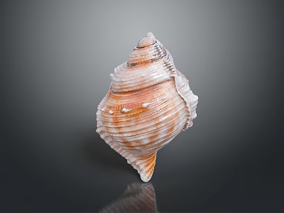 Conch Marine Animal With Spiral Shell Featuring Textured Surface And Orange White Patterns 3d model
