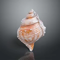 Conch Marine Animal With Spiral Shell Featuring Textured Surface And Orange White Patterns 3d model