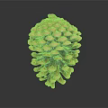 Pine Cone As Natural Edible Food With Brown Scales And Rough Surface
