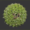 Fresh Green Scaly Exotic Fruit With Brown Top And Textured Surface