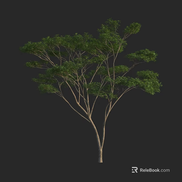 Tall Arbor With Lush Green Foliage And Spreading Branches In Natural Setting 3d model 
