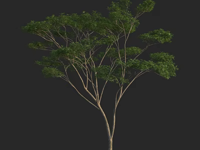 Tall Arbor With Lush Green Foliage And Spreading Branches In Natural Setting 3d model