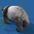 Fluffy Black And White Panda Standing With Green Bamboo Leaves On Blue Background