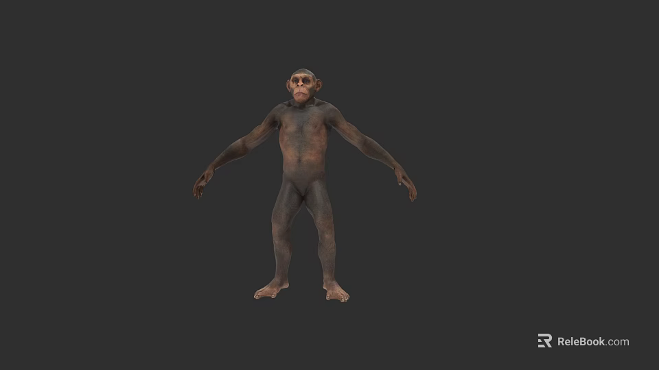 Highly Detailed 3D Chimpanzee Model In Natural Standing Pose With Lifelike Features 3d model 
