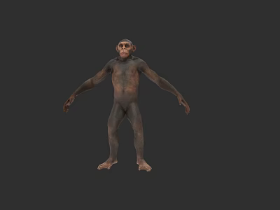Highly Detailed 3D Chimpanzee Model In Natural Standing Pose With Lifelike Features 3d model