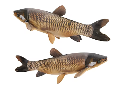 Two Freshwater Fish with Brown and Gold Coloration Detailed Scales Fins and Tail 3d model