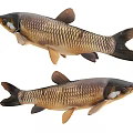 Two Freshwater Fish with Brown and Gold Coloration Detailed Scales Fins and Tail