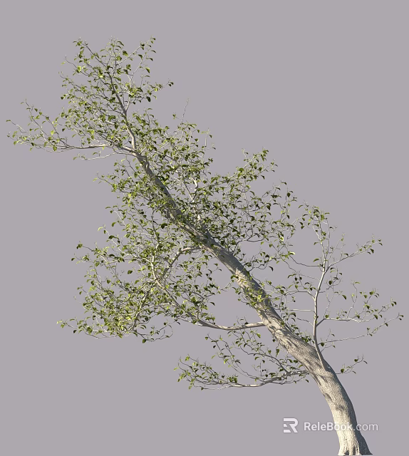 Natural Tree With Green Leaves And Branchy Trunk In Outdoor Scene 3d model 