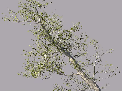 Natural Tree With Green Leaves And Branchy Trunk In Outdoor Scene 3d model