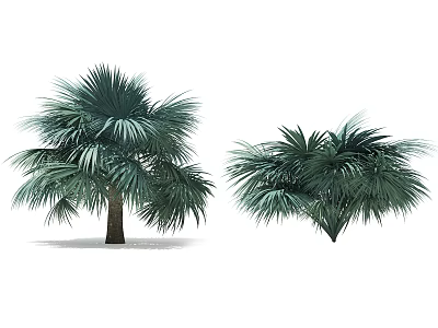 Tropical Palm Trees With Lush Green Fronds And Different Trunk Structures 3d model