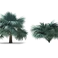 Tropical Palm Trees With Lush Green Fronds And Different Trunk Structures 3d model