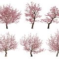 Peach Tree Modern Peach Tree Landscape 3d model