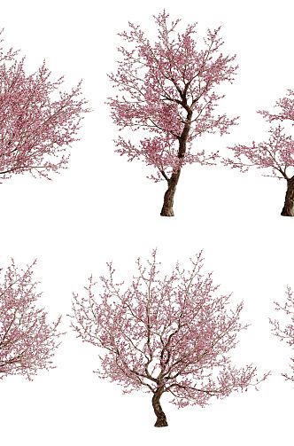 Peach Tree Modern Peach Tree Landscape 3d model