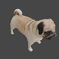 Realistic 3D Model Of Standing Pug Dog With Beige And Black Coat