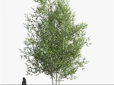 Garden Landscape With Green Tree Featuring Lush Foliage And Straight Trunk Near Human Figure 3d model