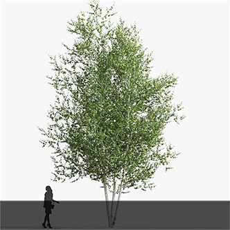 Trees 3d model