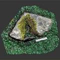 Natural Moss Covered Stone Surrounded by Green Plants and Ruler