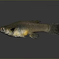 Brownish Fish With Yellow Abdomen And Scales Isolated On Dark Background